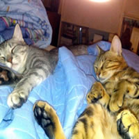 MOLLLY & MAFFIN  CHE FANNO LA NANNA 
