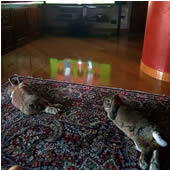 guardando la tv